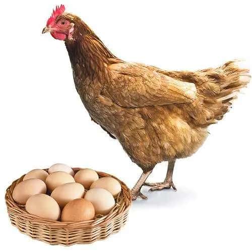 balaio ovo e galinha
